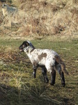 SX12855 Small black and white lamb.jpg